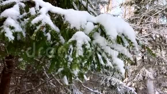仙人雪景的森林视频的预览图