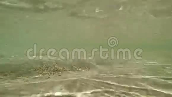 小河里的水下世界视频的预览图