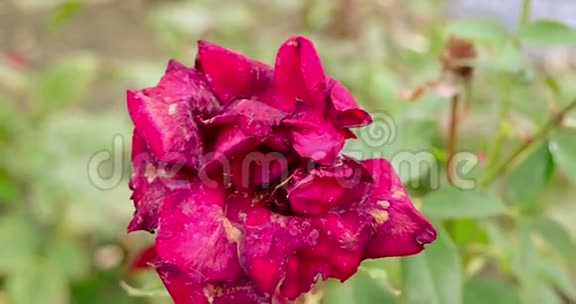 美丽的花园在玫瑰园里升起花园里美丽的粉红色玫瑰视频的预览图