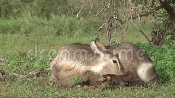 雌性水鸭羚羊视频的预览图