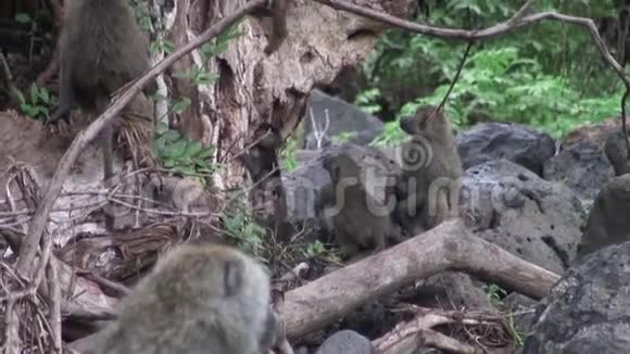 非洲博茨瓦纳热带草原野生猴宝宝视频的预览图