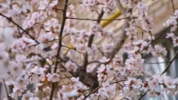 盛开的樱花树特写视频的预览图