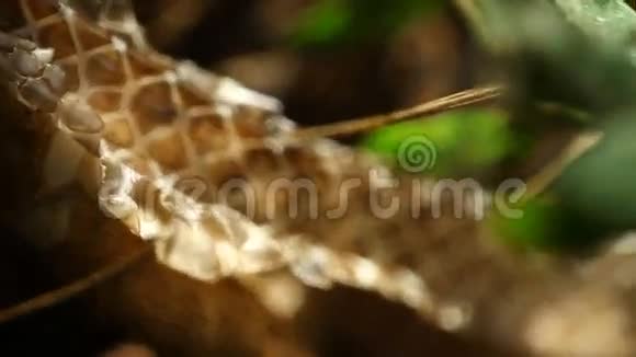 脱落的蛇在自然界中干燥的皮肤视频的预览图