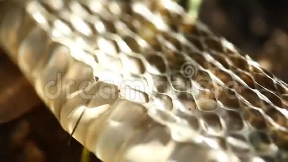 脱落的蛇在自然界中干燥的皮肤视频的预览图