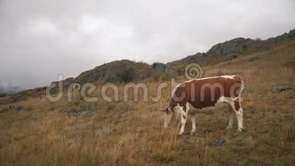 白天在西伯利亚山脉北部森林边缘吃草的棕牛视频的预览图