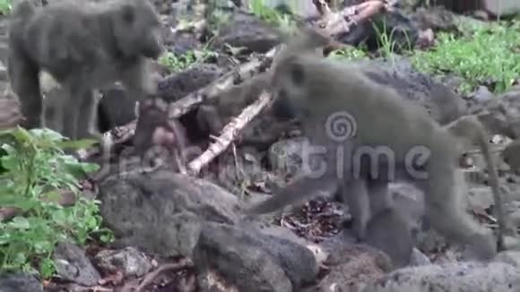 非洲博茨瓦纳热带草原野生猴宝宝视频的预览图