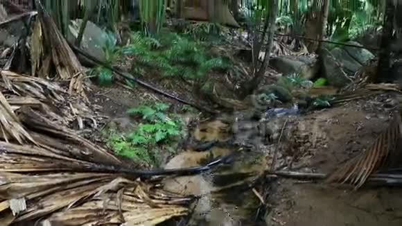 VallA区edeMai自然保护区的清澈溪流视频的预览图
