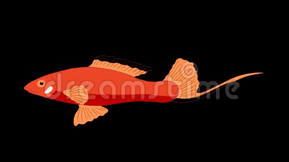 大红色水族馆鱼阿尔法冰铜环视频的预览图