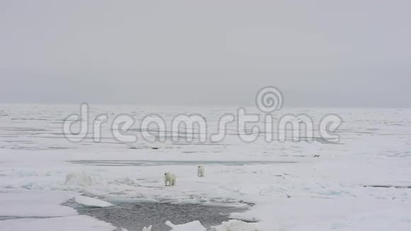 北极熊在海冰上行走视频的预览图