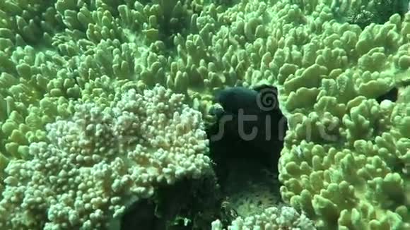 巨大的莫雷躲在海底的珊瑚礁中巴厘岛视频的预览图