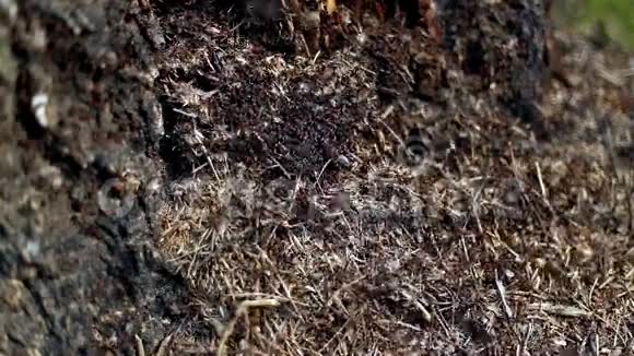 树桩上的蚂蚁视频的预览图