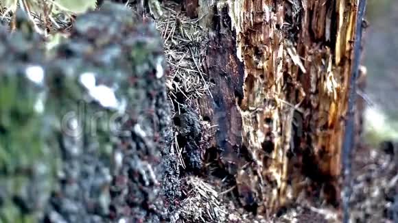 树桩上的蚂蚁视频的预览图