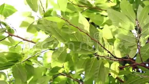 夏季阳光在绿树下曼谷视频的预览图