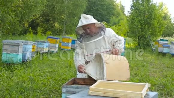 澳大利亚加拿大欧洲的白衣服里的养蜂人和一个蜂群一起工作蜜蜂在森林里的一个养蜂场上工作在一个视频的预览图