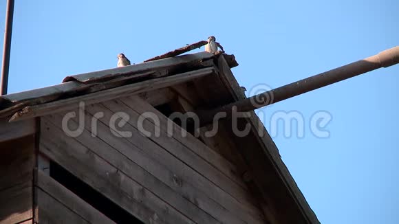麻雀和鸽子啄粮食视频的预览图