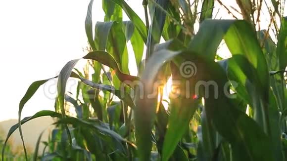 一个玉米农场的特写镜头视频的预览图