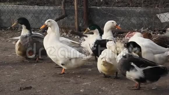 农场里的白色和斑驳的鸭子一个小农场视频的预览图
