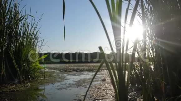 池塘与芦苇自然野生日落景观阳光的生活方式有芦苇的湖是俄罗斯的自然湖面日落视频的预览图