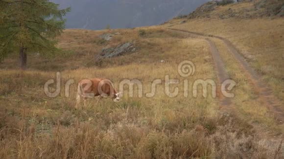 白天在西伯利亚山脉北部森林边缘吃草的棕牛视频的预览图