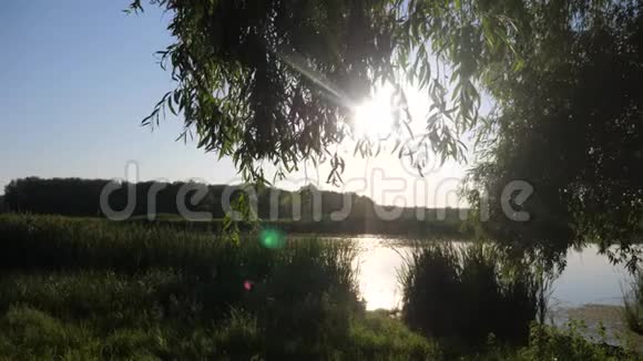 池塘与芦苇自然野生生活方式日落景观阳光有芦苇的湖泊大自然俄罗斯视频的预览图
