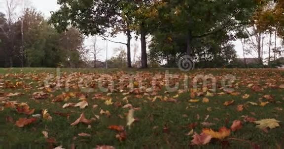 季节秋天落叶在公园里视频的预览图