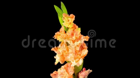 橙红海棠花开放时间视频的预览图