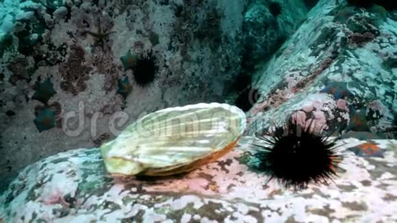 海底岩石中的鳞片和海胆视频的预览图