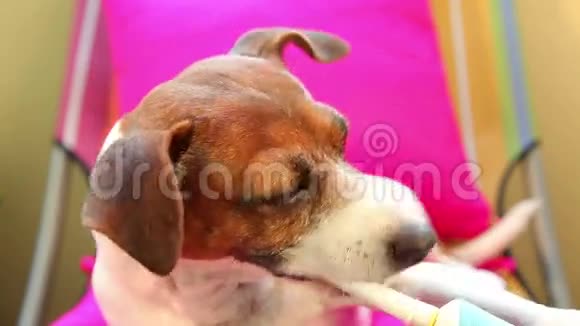 智能狗杰克罗斯塞尔用电动牙刷刷牙视频的预览图