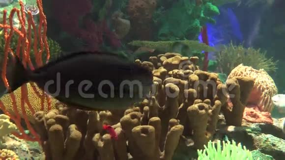 珊瑚礁的水下场景视频的预览图