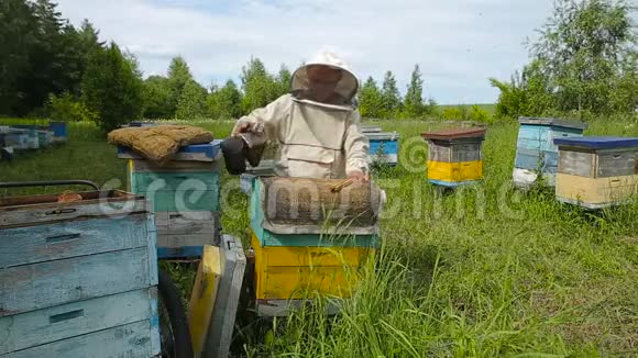 澳大利亚加拿大欧洲的白衣服里的养蜂人和一个蜂群一起工作蜜蜂在森林里的一个养蜂场上工作在一个视频的预览图