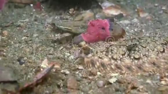 石海底的比目鱼正在寻找食物视频的预览图
