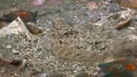 石海底的比目鱼正在寻找食物视频的预览图