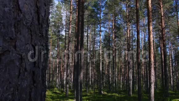 森林视频的预览图