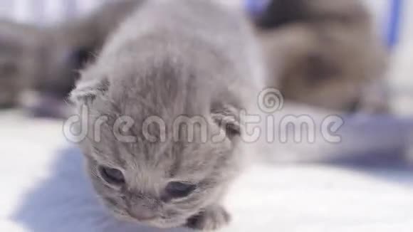 刚出生的小猫第一次走路视频的预览图