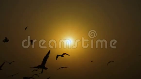 鸟海鸥在海上飞翔视频的预览图