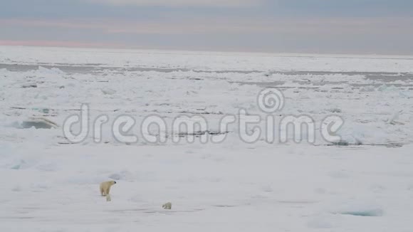 北极熊和两只幼崽视频的预览图