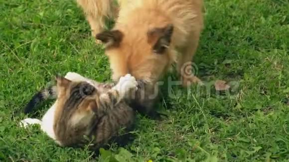 一只狗和一只猫的战斗视频的预览图