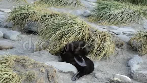 南极毛皮海豹幼犬接近视频的预览图