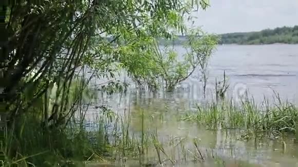 萨莫伊德哈士奇在河上的水中奔跑视频的预览图