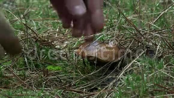 草甸碎菇视频的预览图