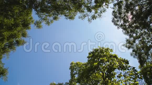 蓝天背景上的树枝视频的预览图