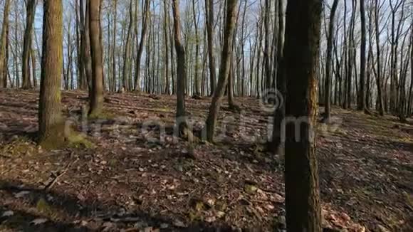 森林春游视频的预览图