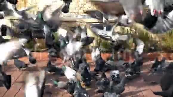 动物鸽子视频的预览图