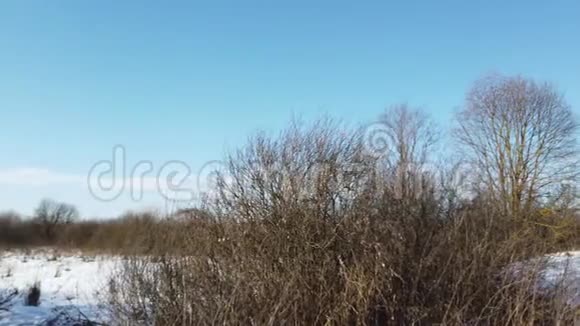 冬天太阳和自然视频的预览图