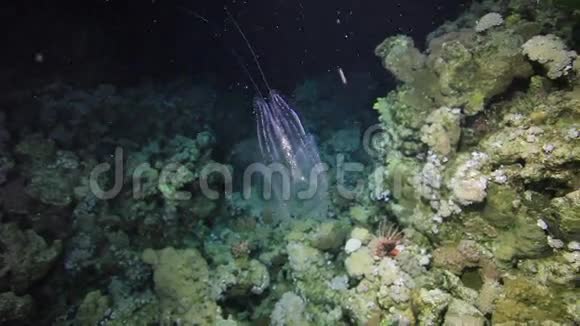 在红海的水下发光水母视频的预览图