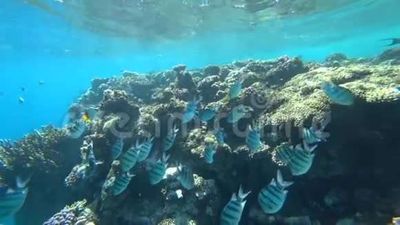 印度太平洋军士学校在埃及红海珊瑚礁上游泳视频的预览图