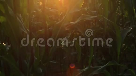 一个玉米农场的特写镜头视频的预览图