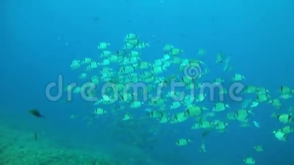 在西班牙马洛卡水下潜水两条带鱼视频的预览图