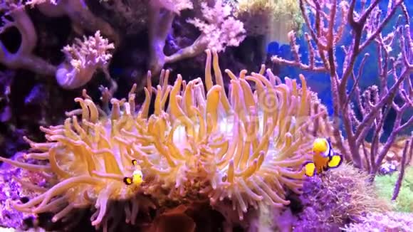 海洋水族馆中的小丑鱼和蛇床子或海花视频的预览图