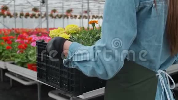 快乐的工业温室工人携带装满鲜花的盒子微笑和快乐的女人与她成长的花朵视频的预览图